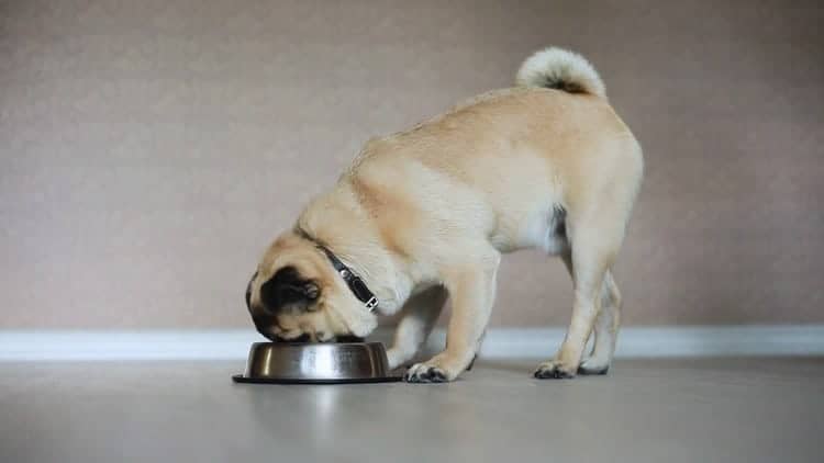 pug dog eat food from bowl