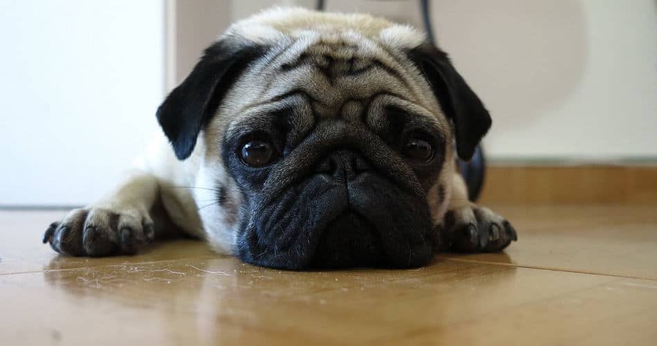 pug laying down waiting for food