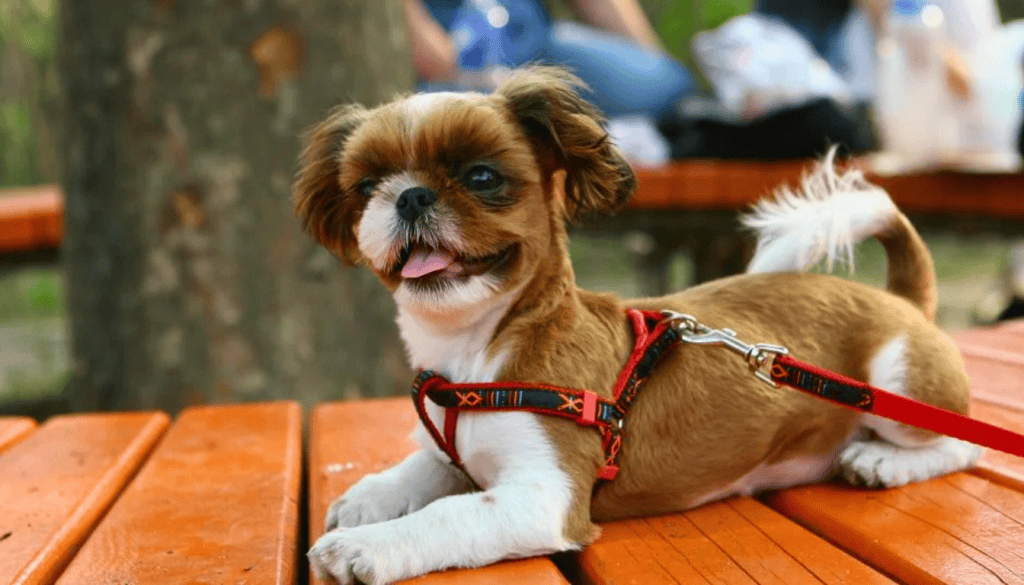 best harness for little dogs