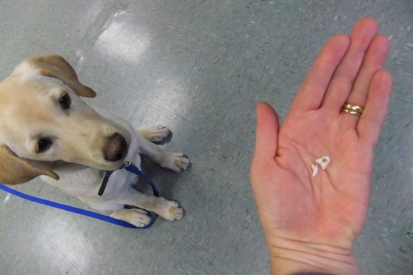 dog lost a tooth