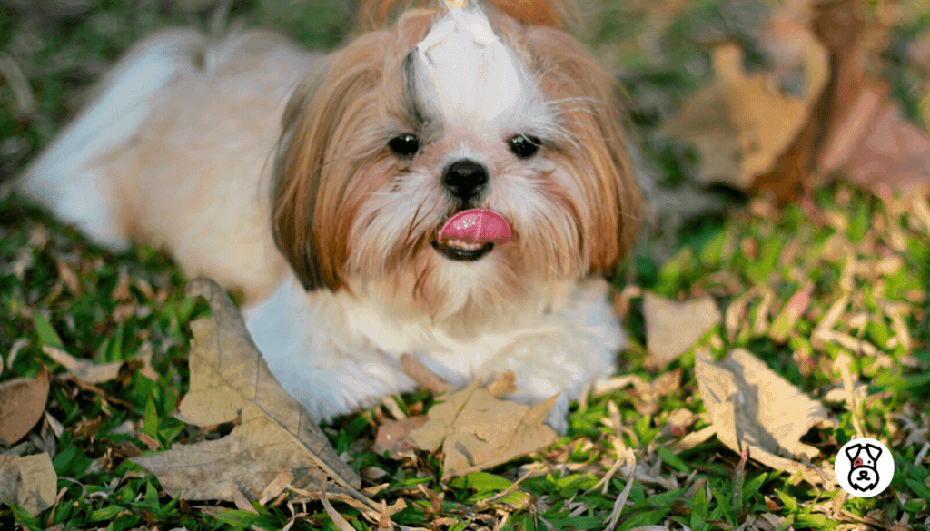 Are Shih Tzu Dogs Hypoallergenic 2
