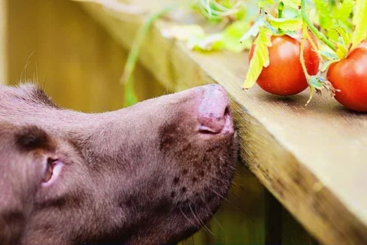 dog sniffing a tomato 