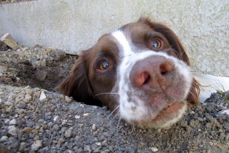 dog digging under a fence