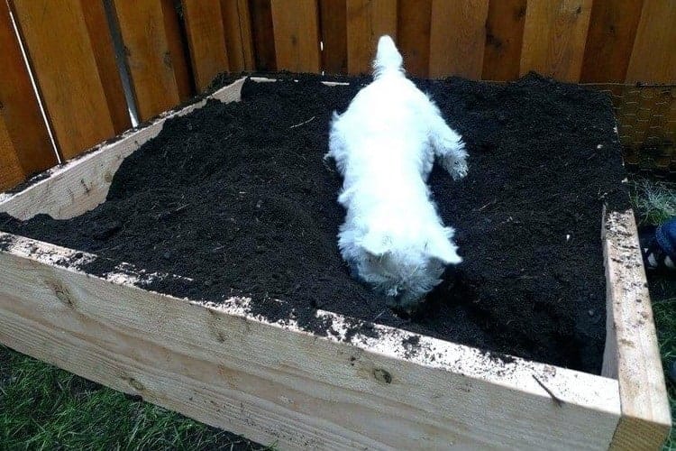 dog digging in soil