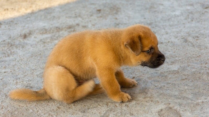 a dog scooting