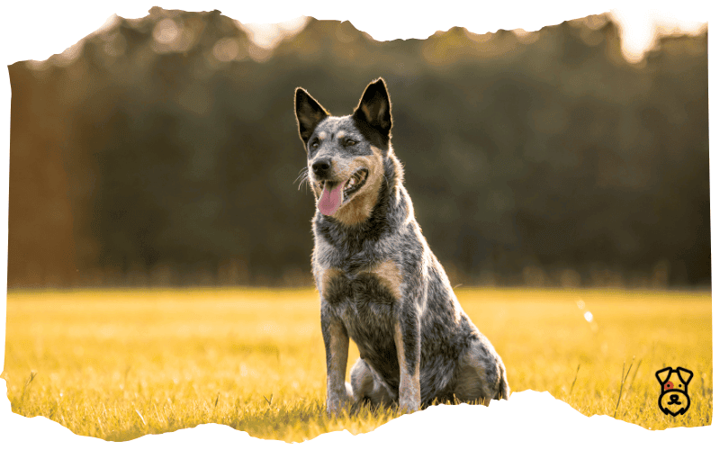Australian-Cattle-Dog Australian Cattle Dog