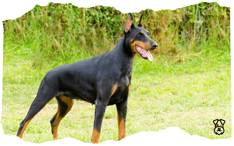 Doberman-Pinscher Doberman Pinscher