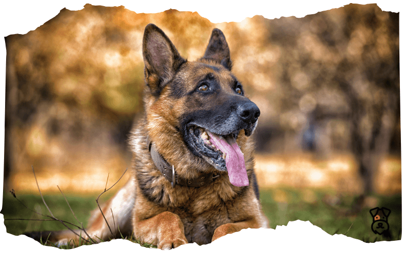 German-Shepherd German Shepherd
