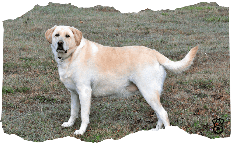 Labrador-Retriever Labrador Retriever