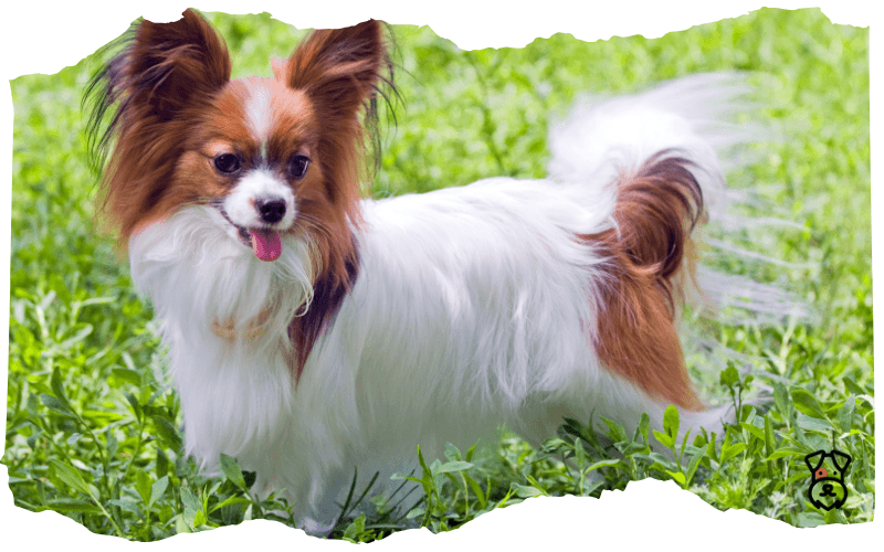 Papillon Papillon