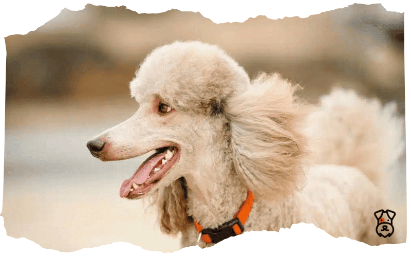 Poodle Poodle