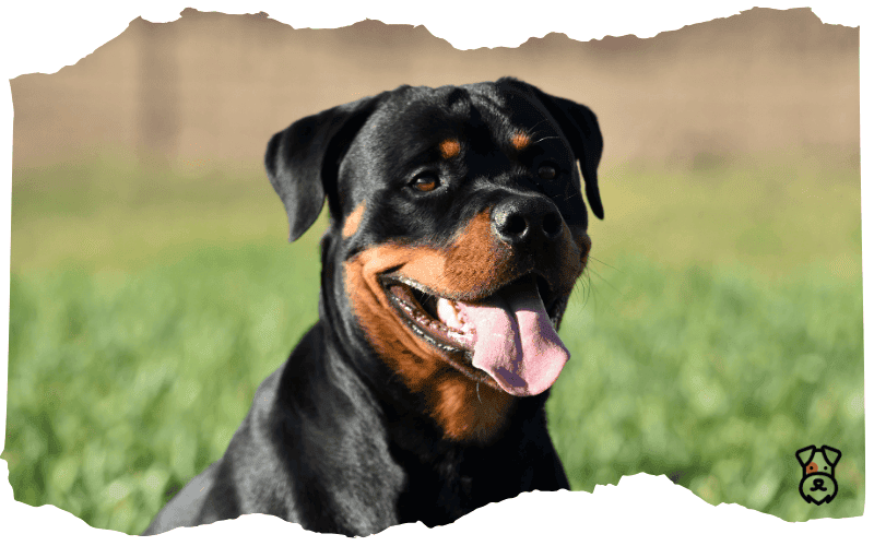 Rottweiler Rottweiler