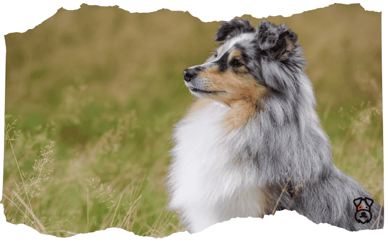 Shetland-Sheepdog Shetland Sheepdog