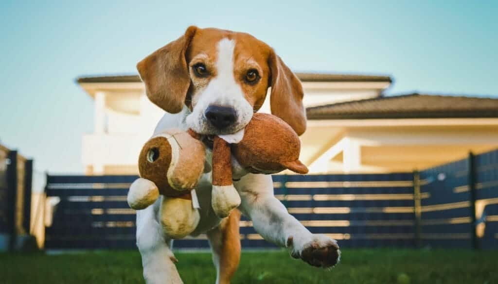 Beagle