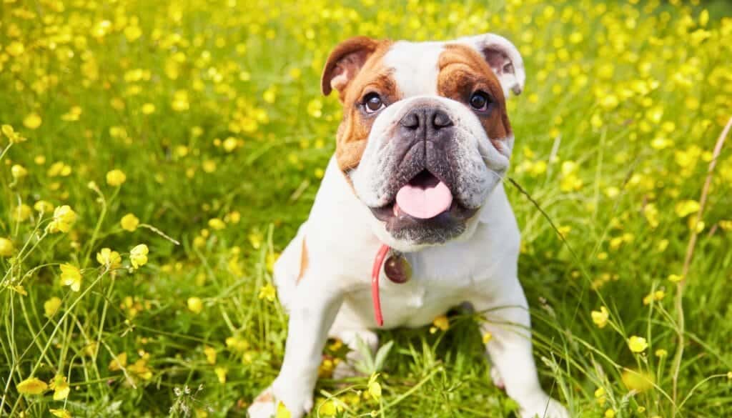 Bulldog