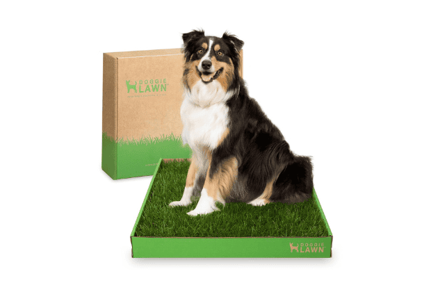 DoggieLawn Real Grass Puppy Pee Pads Product Image 620 x 420 px