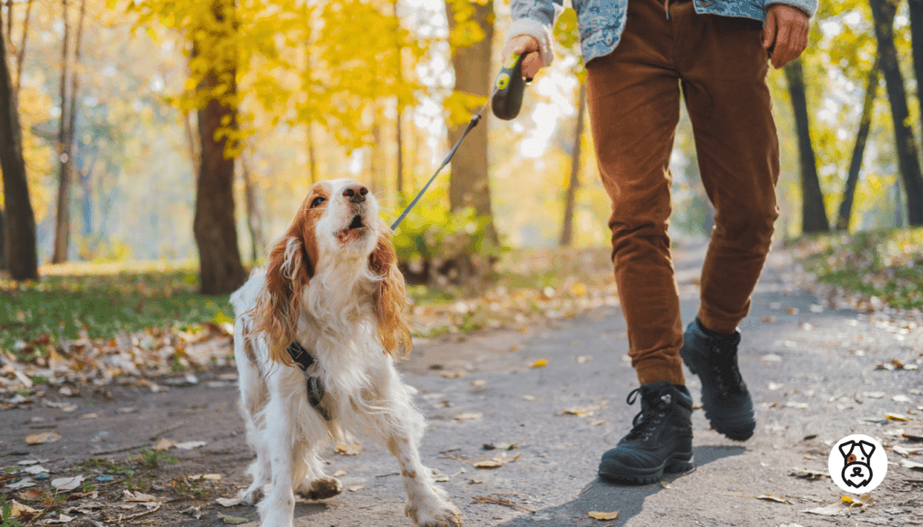 How To Stop Your Dog From Pulling On The Leash 5