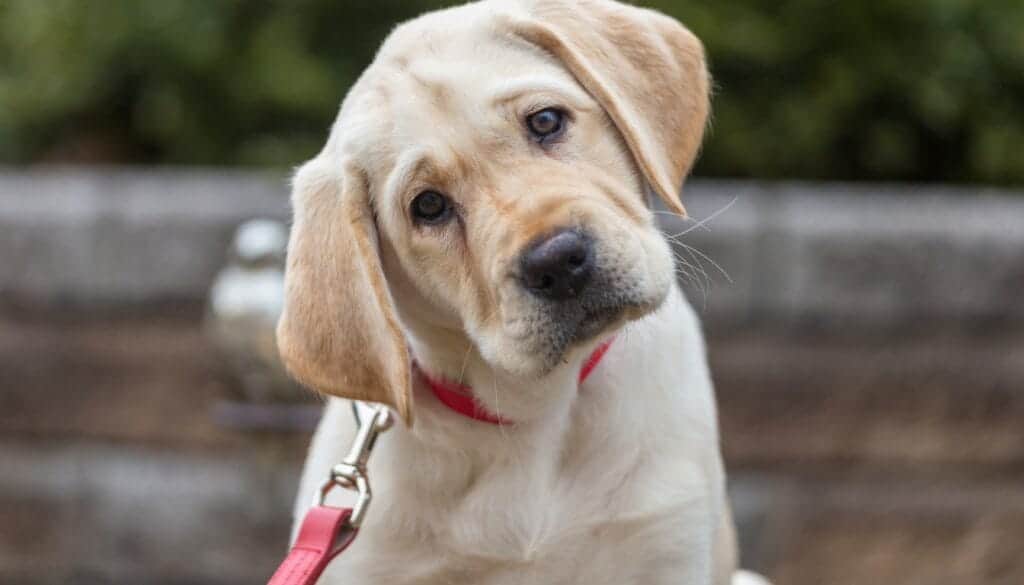 Labrador-Retriever