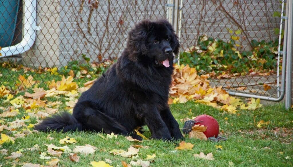 Newfoundland Newfoundland