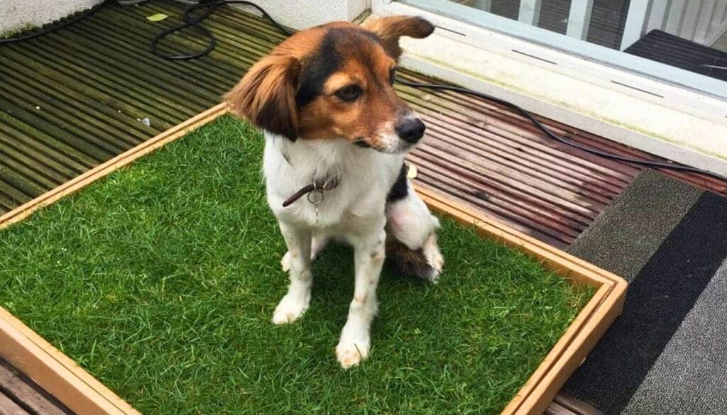 Small-dog-uses-grass-potty-on-balcony