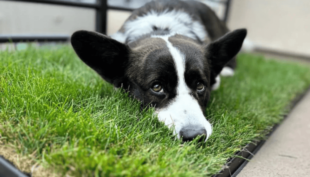 best grass for dogs potty best grass for dogs potty