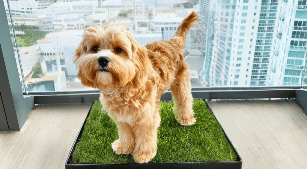 best grass pads for dogs