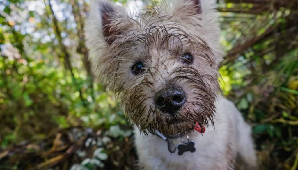 best repellent to stop dogs from digging