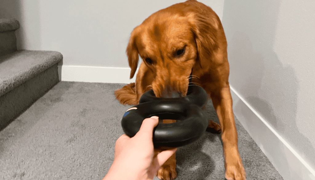 durable chew toys for dogs
