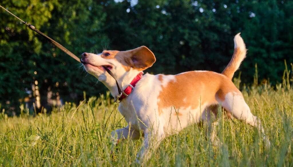 learn-that-pulling-on-the-leash-is-bad learn-that-pulling-on-the-leash-is-bad