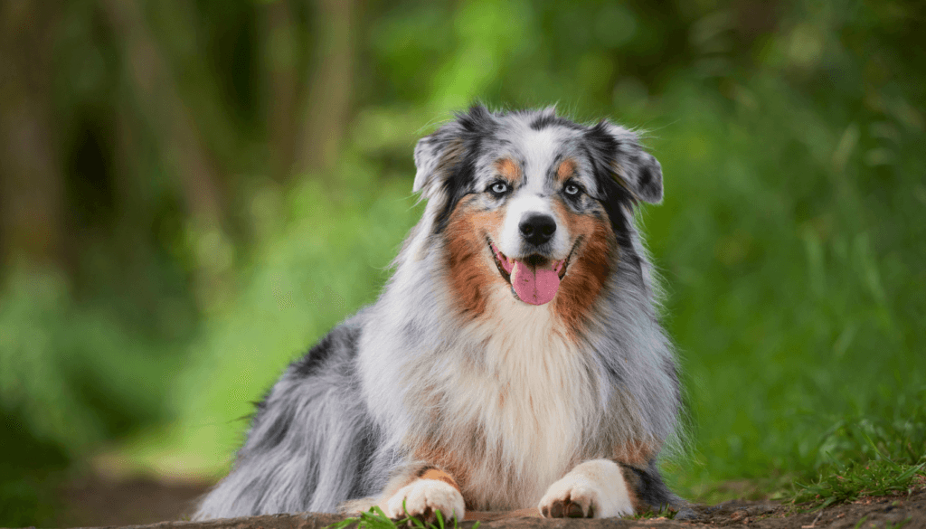 Australian-Shepherd-1