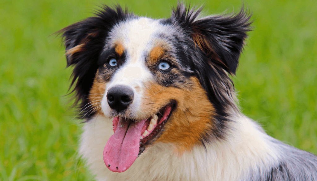Australian-Shepherd