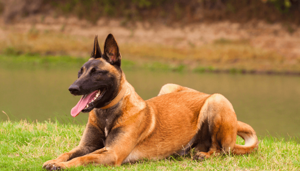 Belgian-Malinois-1