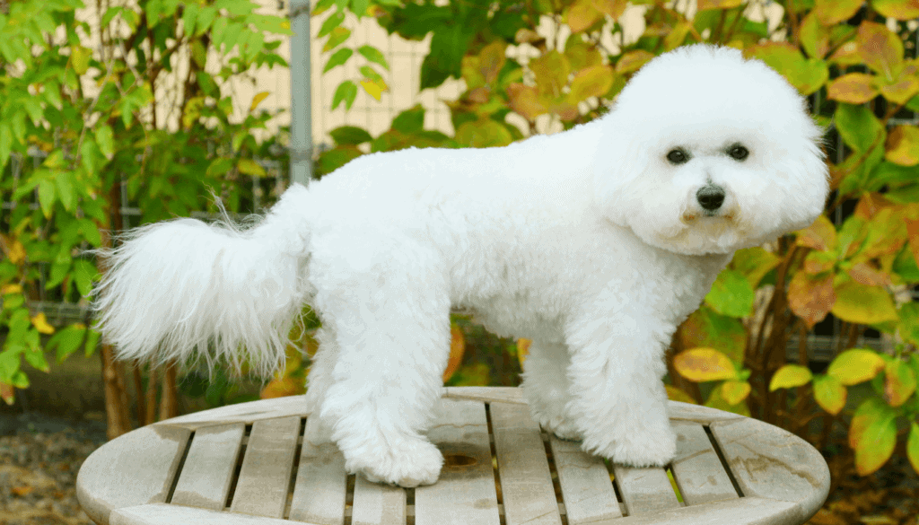 Bichon Frise Bichon Frise