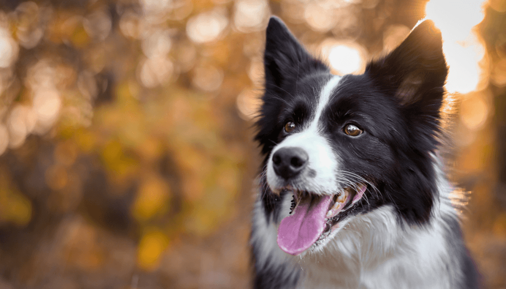 Border-Collie-1