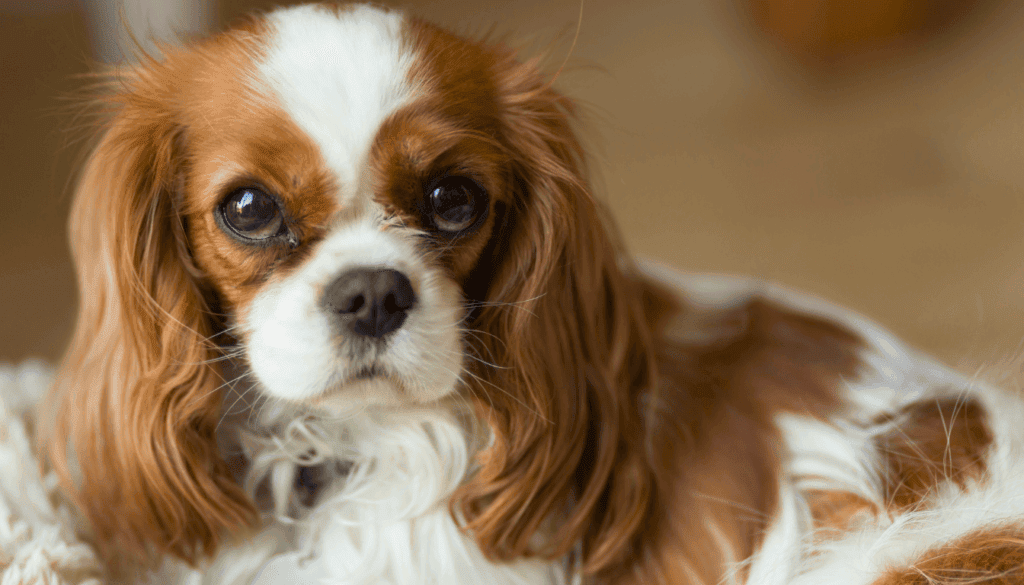 Cavalier-King-Charles-Spaniel