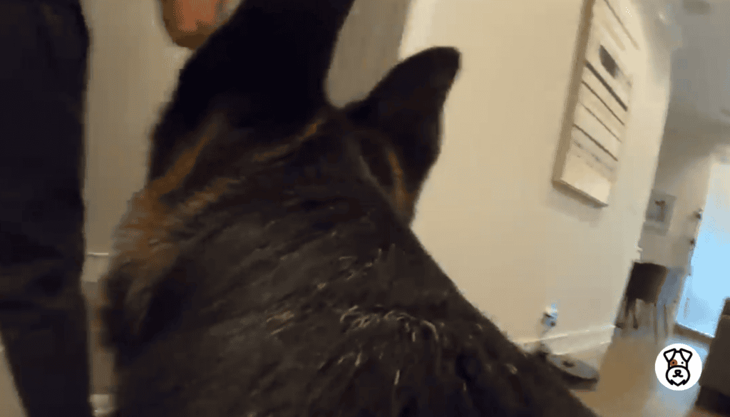 Do Dogs Really Miss Us When We Leave the House