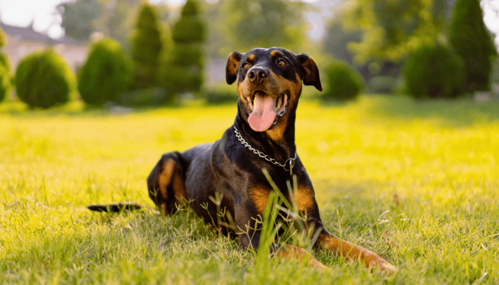 Doberman-Pinscher