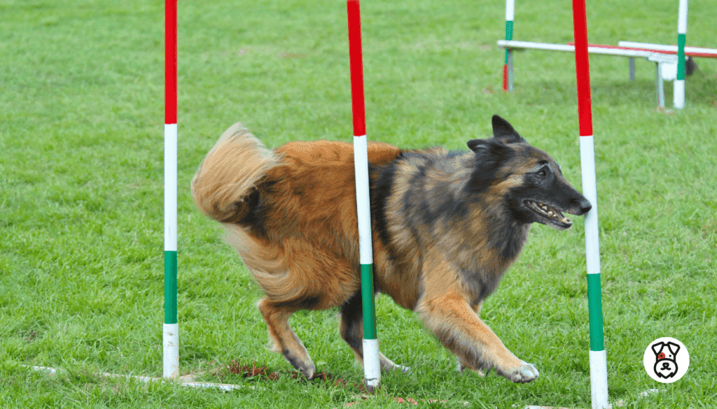 Dog Breeds For Agility Training 2