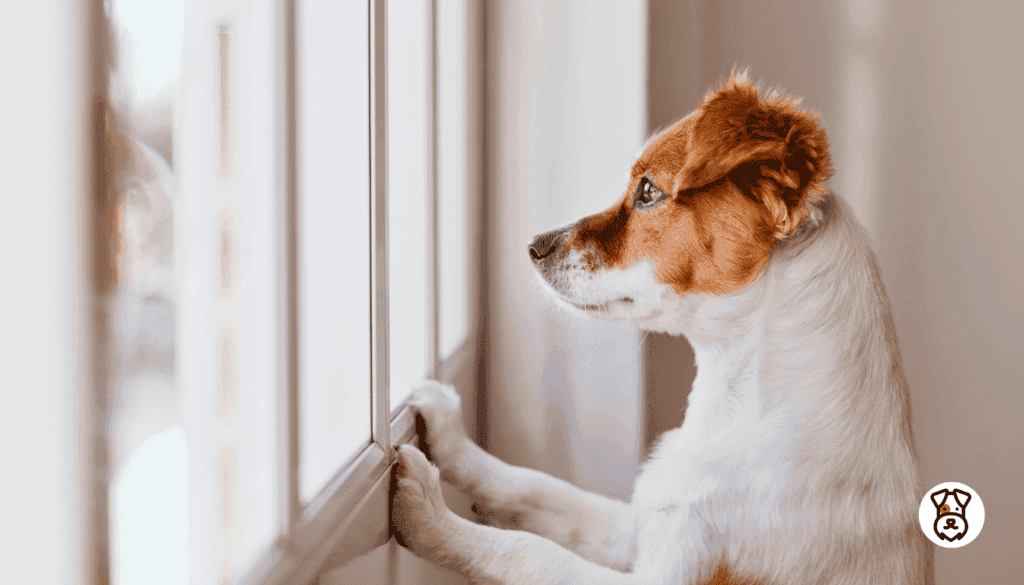 Dog Breeds that Shouldnt Be Left Alone 2