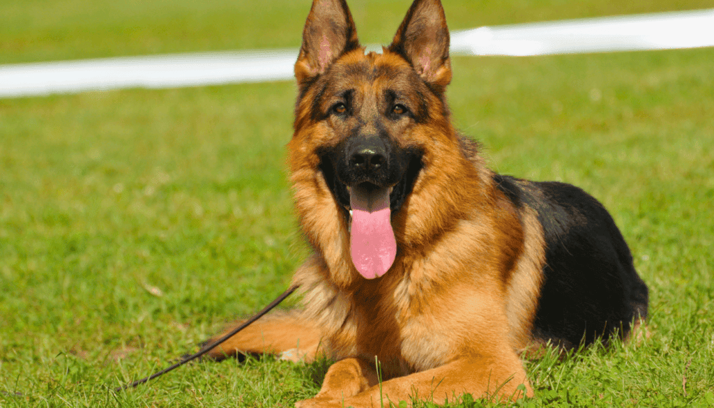 German-Shepherd