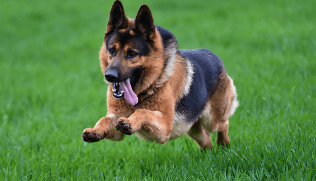German-Shepherd-2