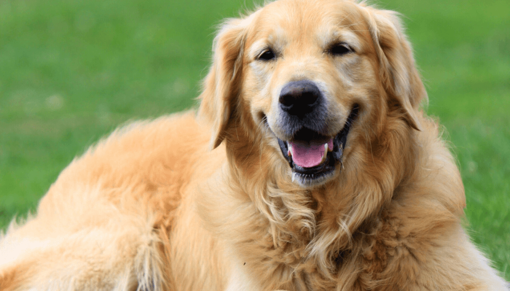 Golden Retriever Golden Retriever