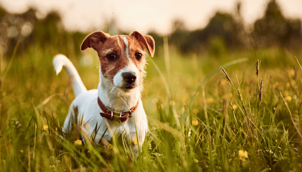 Jack-Russell-Terrier