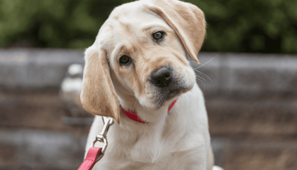 Labrador Retriever Labrador Retriever