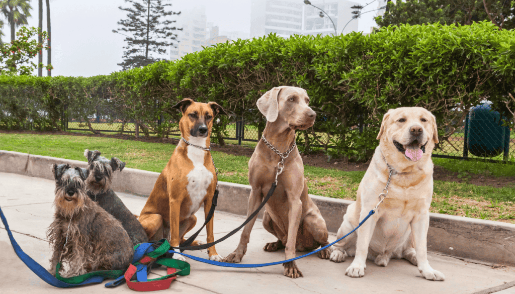 Leaving-Dogs-Alone
