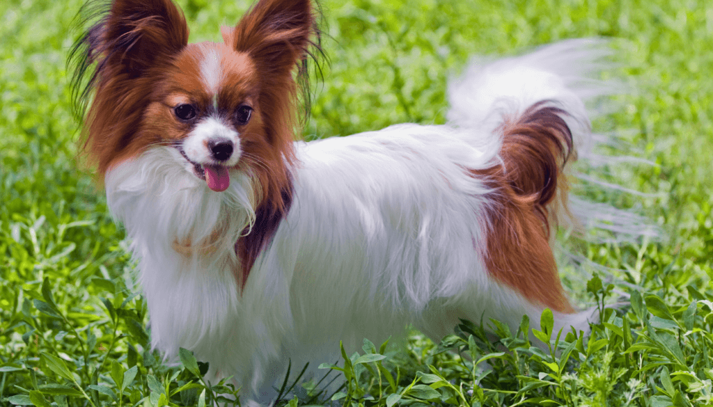 Papillon