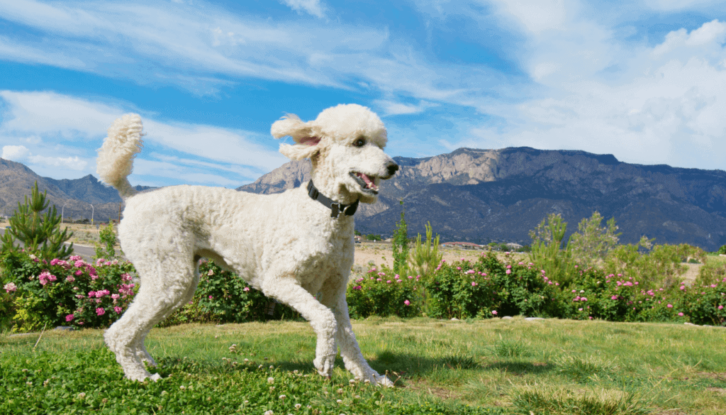 Poodle-1