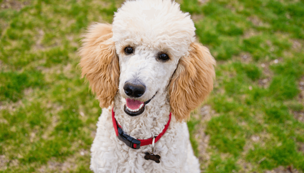 Poodle