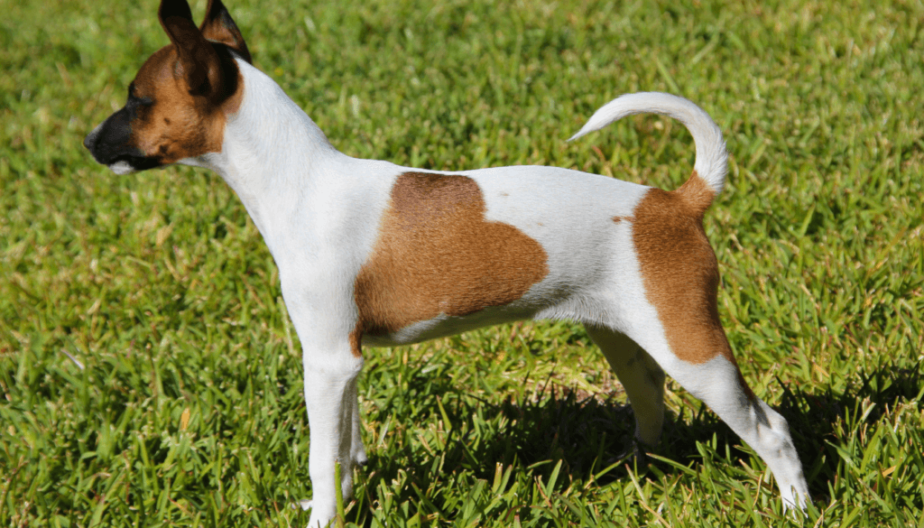 Rat-Terrier