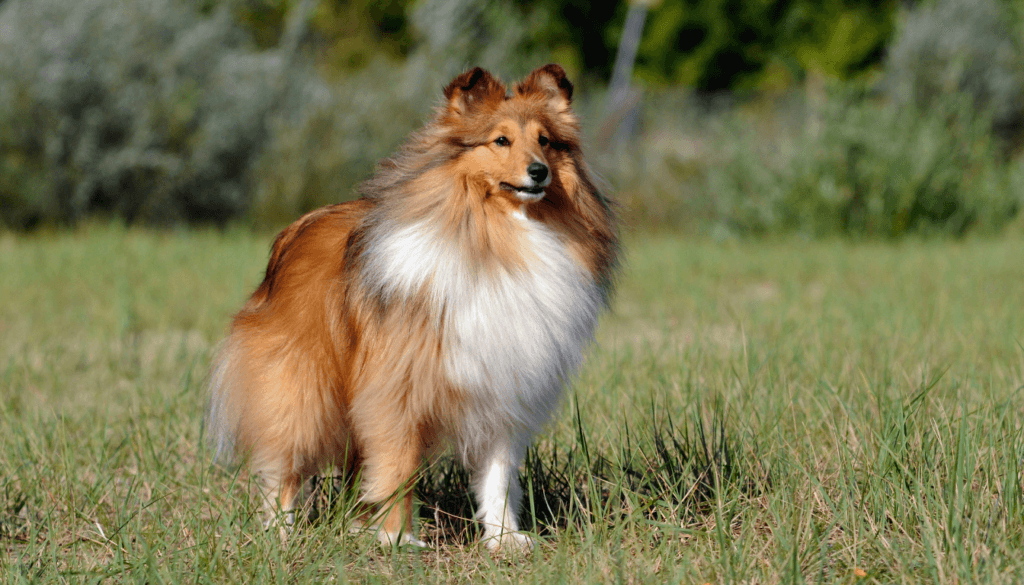 Shetland-Sheepdog
